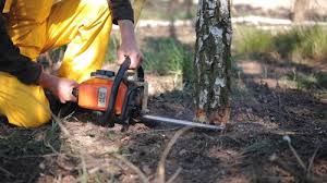 How Our Tree Care Process Works  in  Loudoun Valley Estates, VA