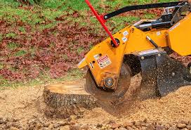 Best Tree and Shrub Care  in Loudoun Lley Estates, VA