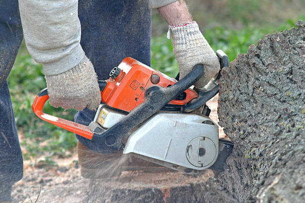 Best Tree Removal Service  in Loudoun Lley Estates, VA