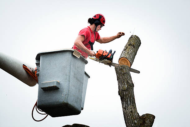 Best Hazardous Tree Removal  in Loudoun Lley Estates, VA